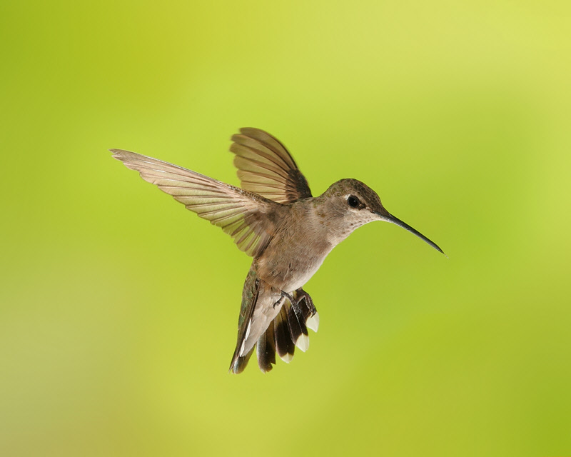 Black-chinned Hummingbird (Female) (9922)