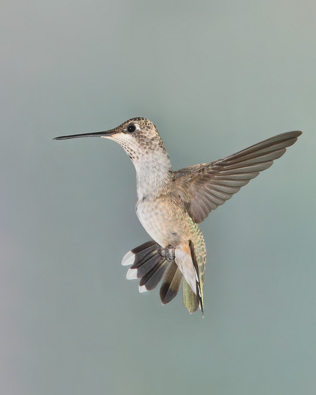 Black-chinned Hummingbird (Immature Male, BdA) (0085)