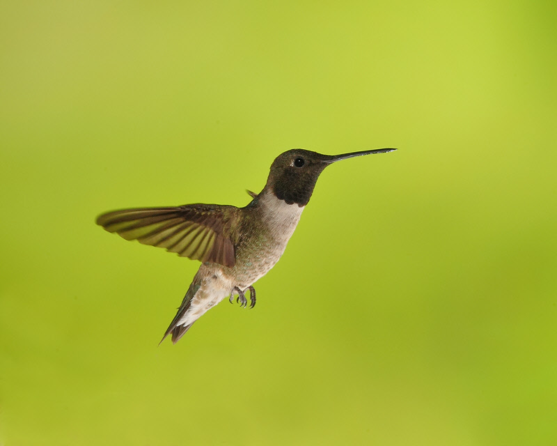Black-chinned Hummingbird (Male) (9846)