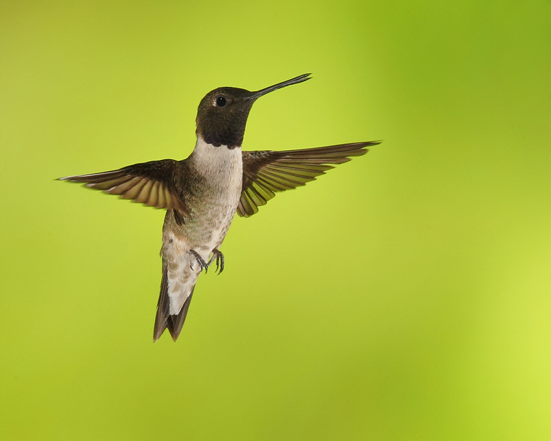 Black-chinned Hummingbird (Male) (9847)