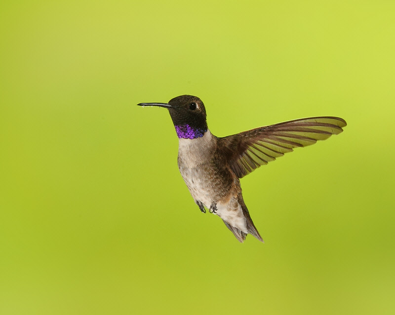 Black-chinned Hummingbird (Male) (9894)