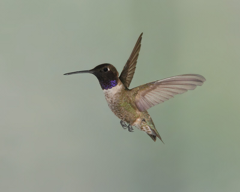 Black-chinned Hummingbird (Male, BdA) (0067)