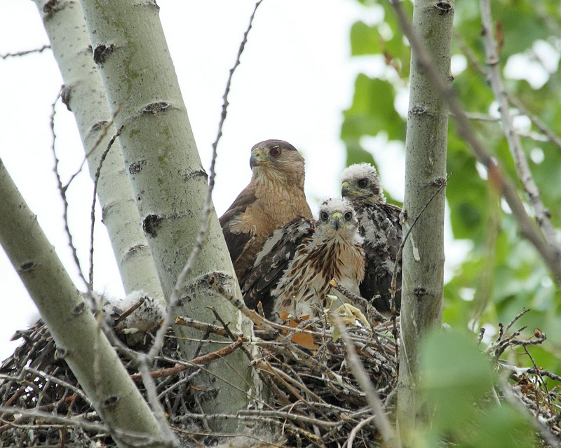 Cooper's Hawk with Chicks (0028)