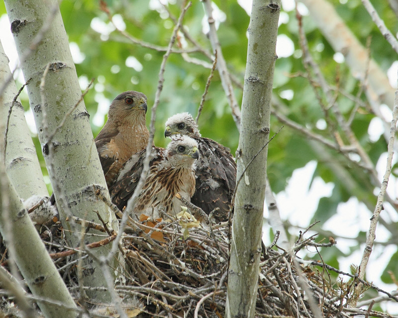 Cooper's Hawk with Chicks (0029)