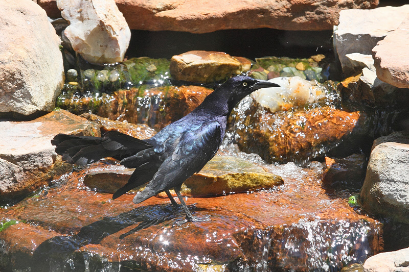 Great-tailed Grackle (Male) (8893)
