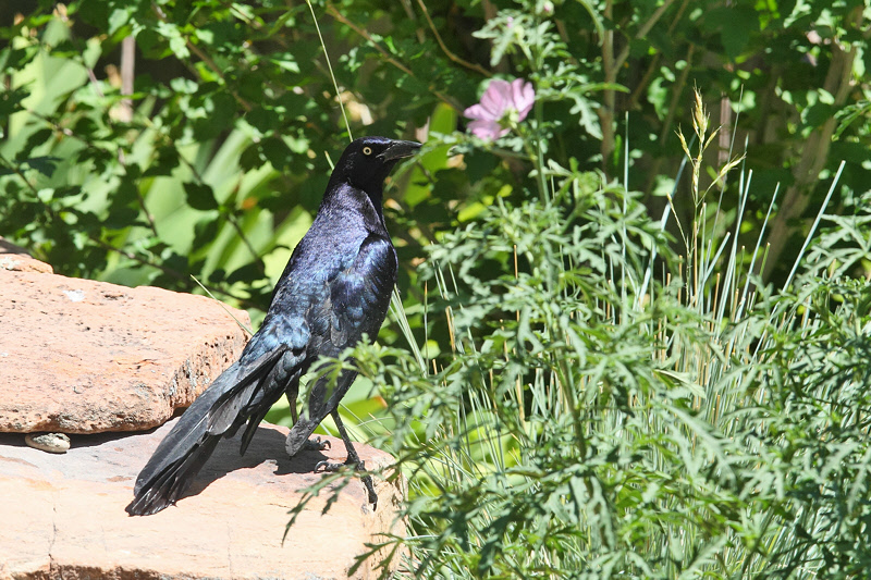 Great-tailed Grackle (Male) (8899)