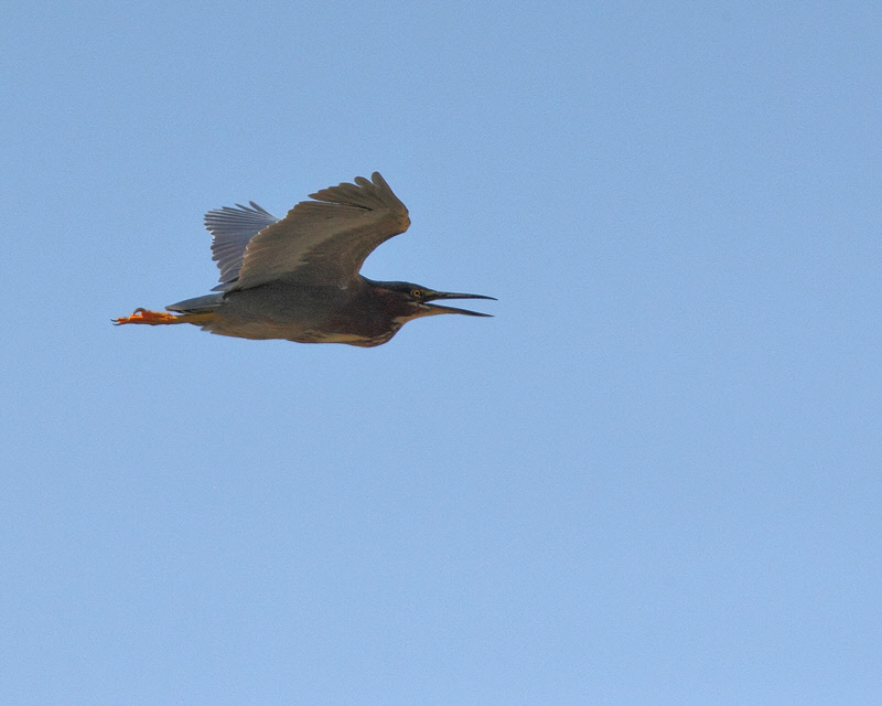 Green Heron in Flight (0174)