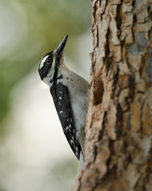 Hairy Woodpecker (9632)