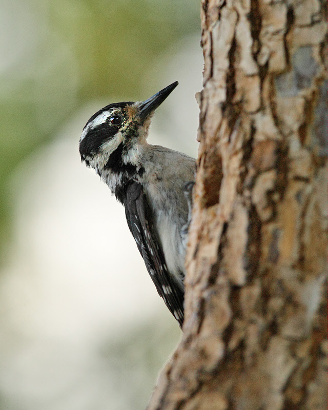 Hairy Woodpecker (Juvenile) (9637)