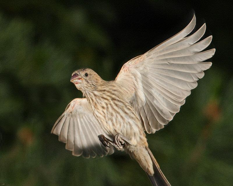 House Finch (9054)[1]