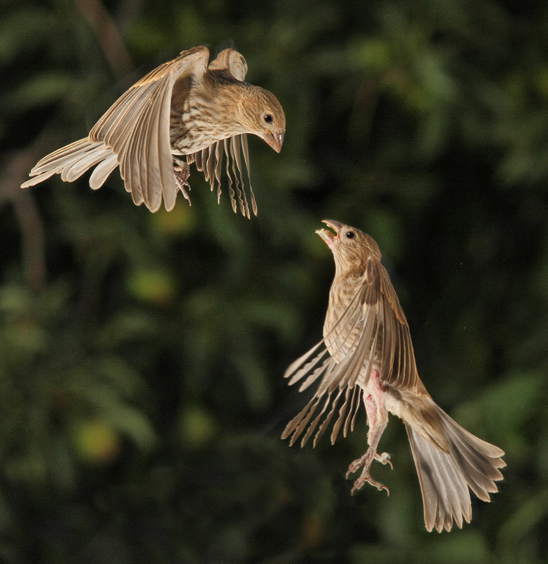 House Finch Squabble (Two Females) (9519)