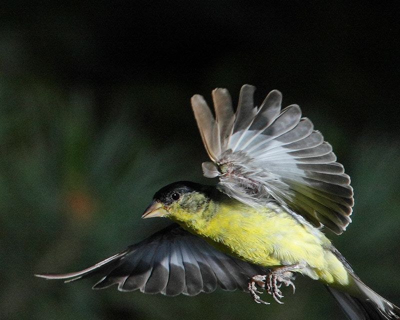 Lesser Goldfinch (Male) (9123)[1]