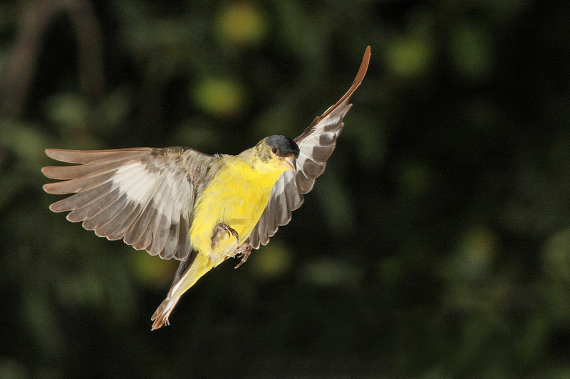 Lesser Goldfinch (Male) (9572)