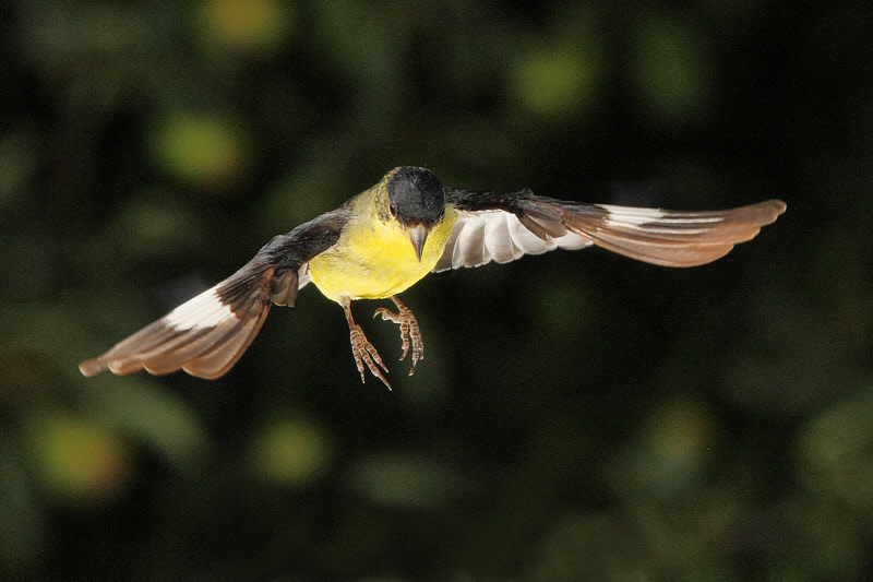 Lesser Goldfinch (Male) (9573)