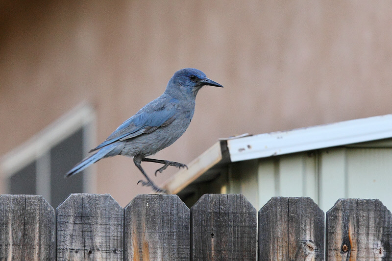 Pinyon Jay (9720)