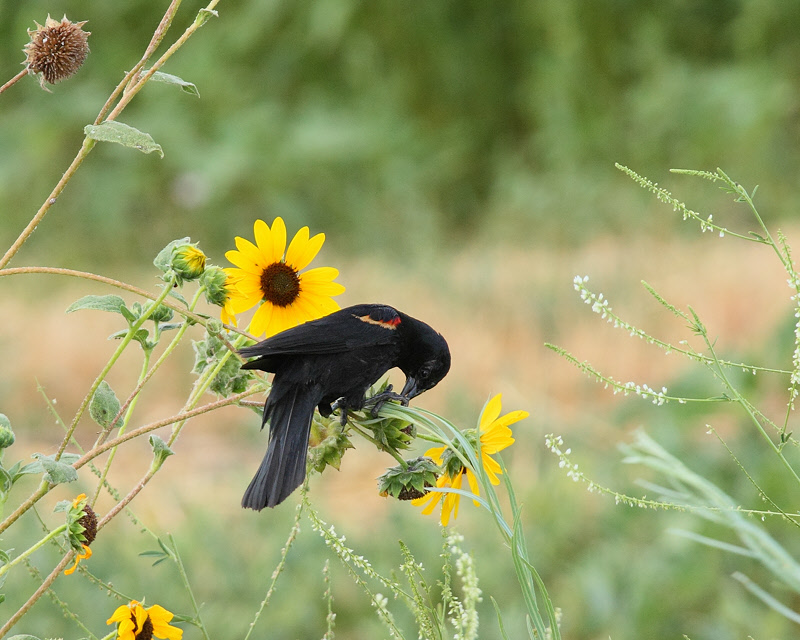 Red-winged Blackbird (0233)