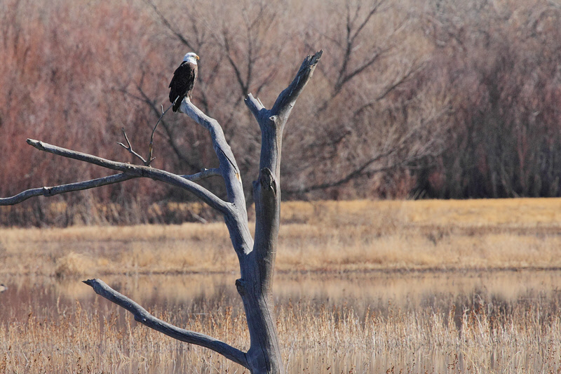 Bald Eagle (7225)