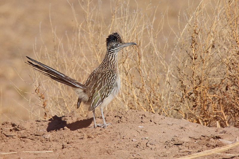 Greater Roadrunner (7026)