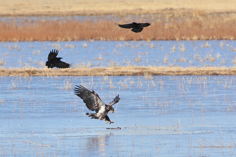 Immature Bald Eagle and Crows (6831)