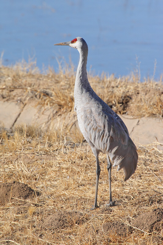 Sandhill Crane (6696)