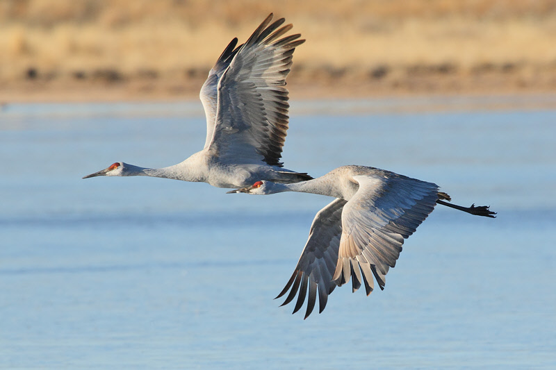 Sandhill Cranes (6404)