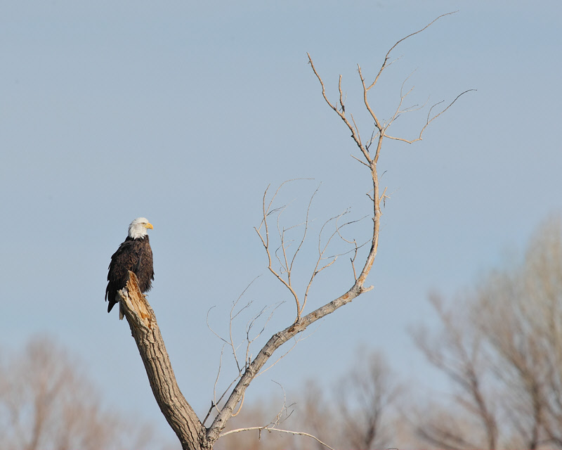 Bald Eagle (5564)