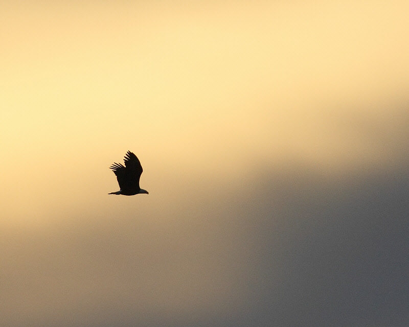 Bald Eagle into the sunset (5658)