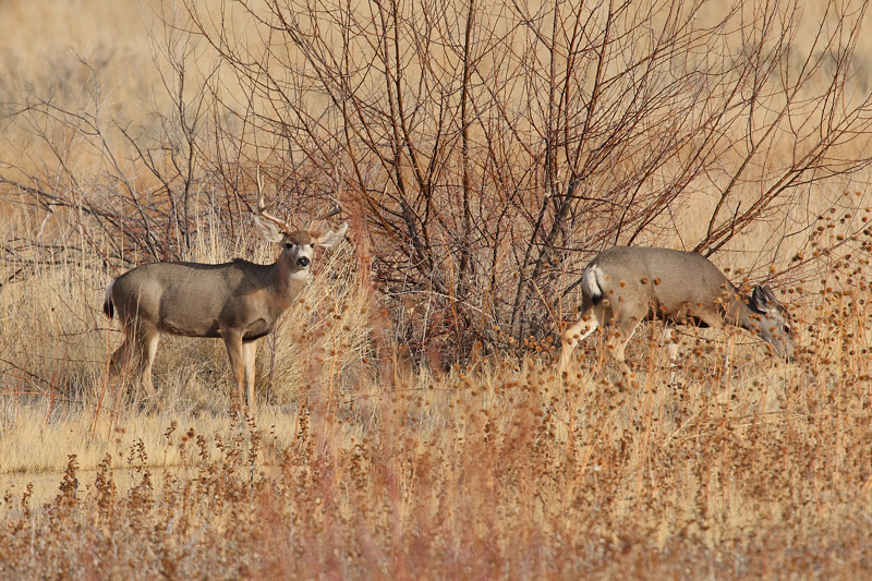 Mule Deer (5624)