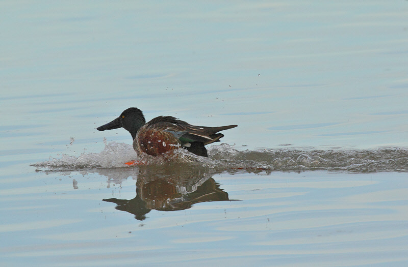 Northern Shoveler landing (5677)
