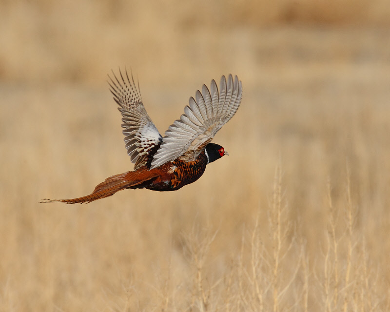 Ring-necked Pheasant (5593)