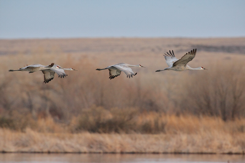 Sandhill Crane Fly-in (5728)