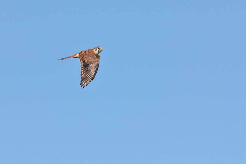 American Kestrel (7198)