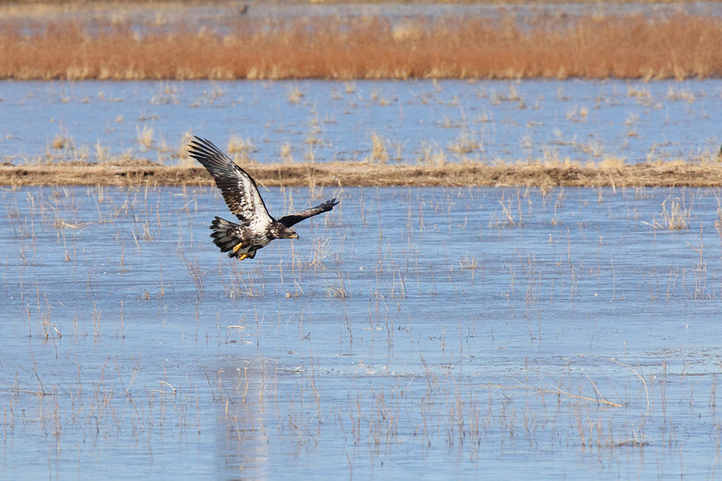 Bald Eagle (Immature) (6782)
