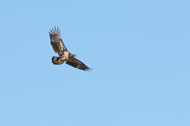 Bald Eagle (Immature) (6876)
