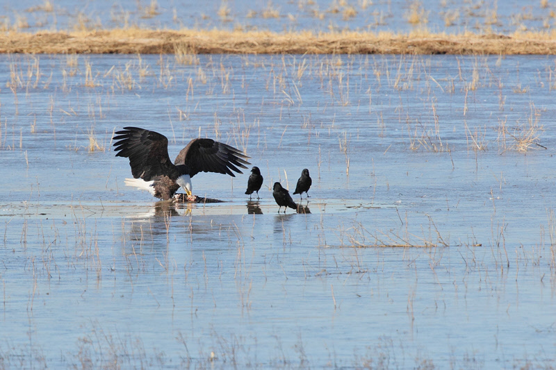 Bald Eagle Feeding (6670)