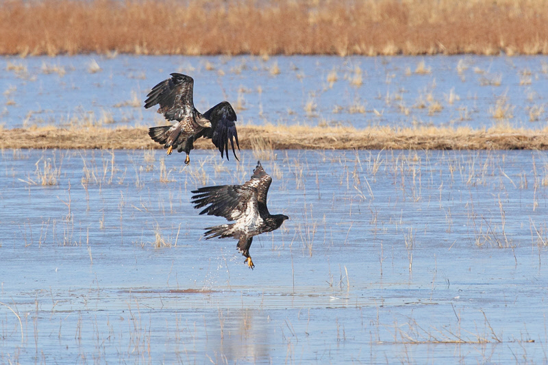 Bald Eagles (Immature) (6796)