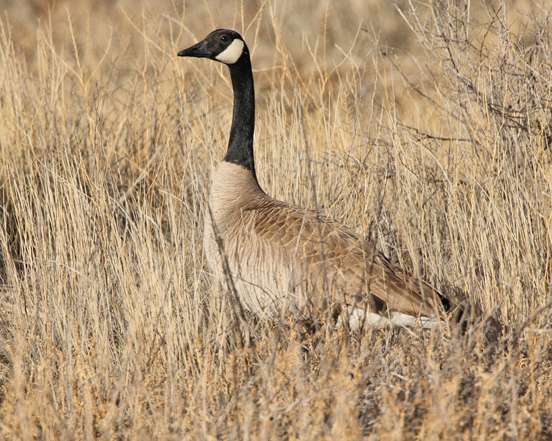 Canada Goose (6614)