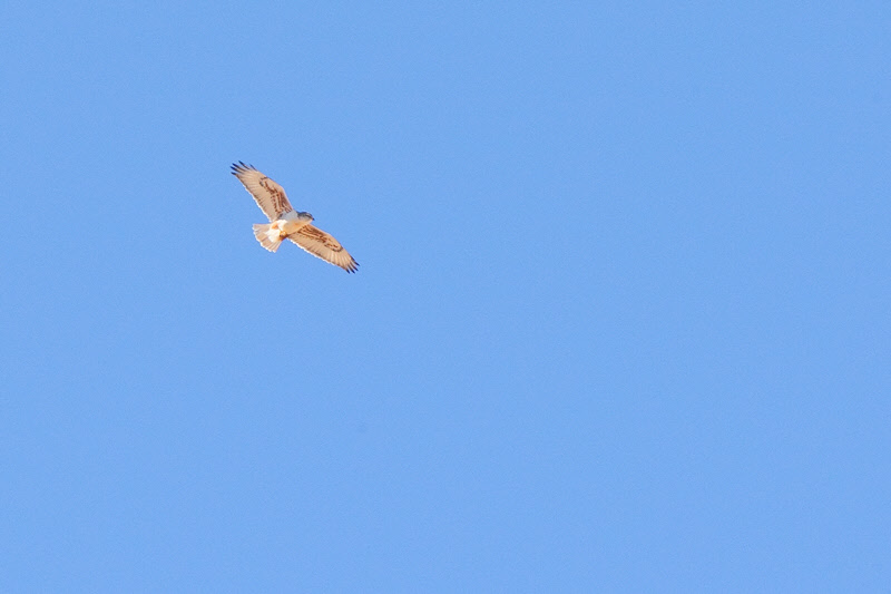 Ferruginous Hawk (7091)