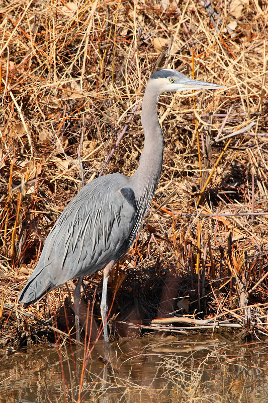 Great Blue Heron (7117)