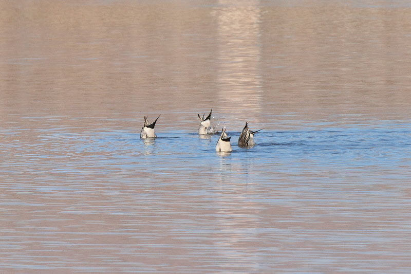 Heads in the Water (6621)