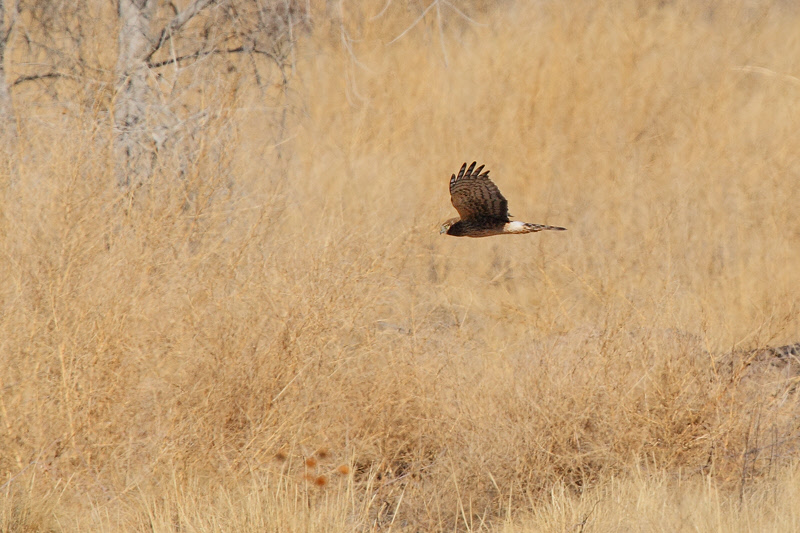 Northern Harrier (6922)