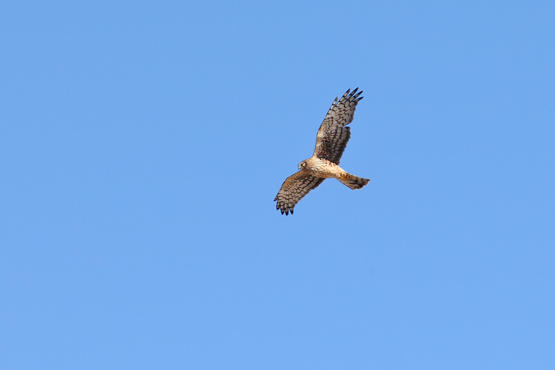 Northern Harrier (7185)
