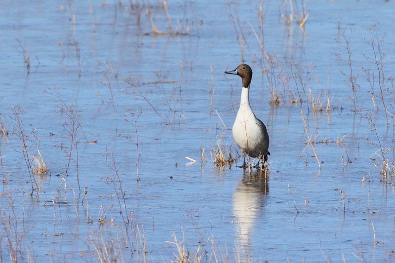 Northern Pintail (6746)