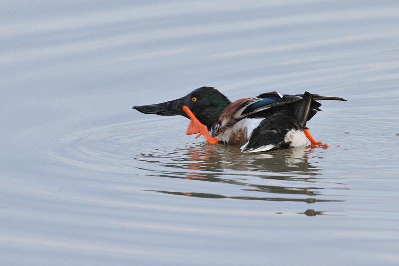 Northern Shoveler (5710)