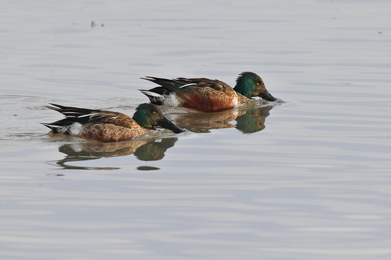 Northern Shovelers (5698)