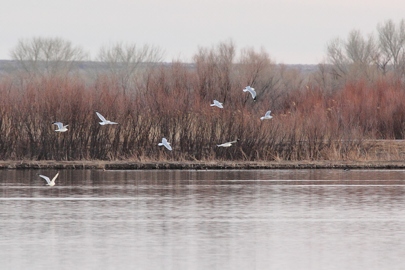 Ring-billed Gulls (5693)