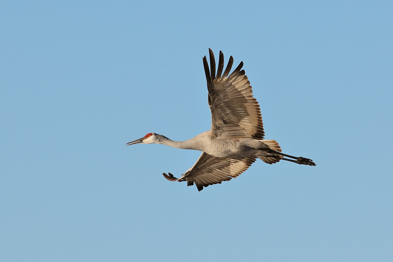 Sandhill Crane (6411)