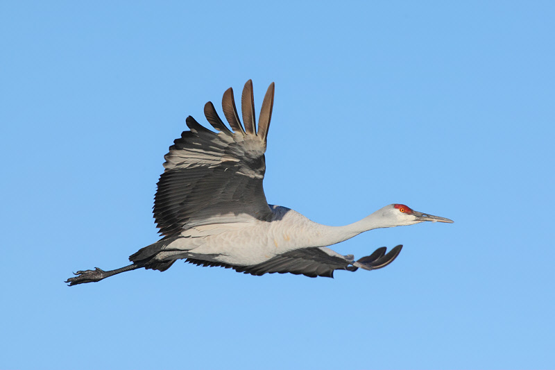 Sandhill Crane (6495)