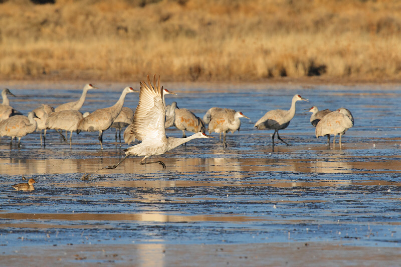 Sandhill Crane Leaving (6020)