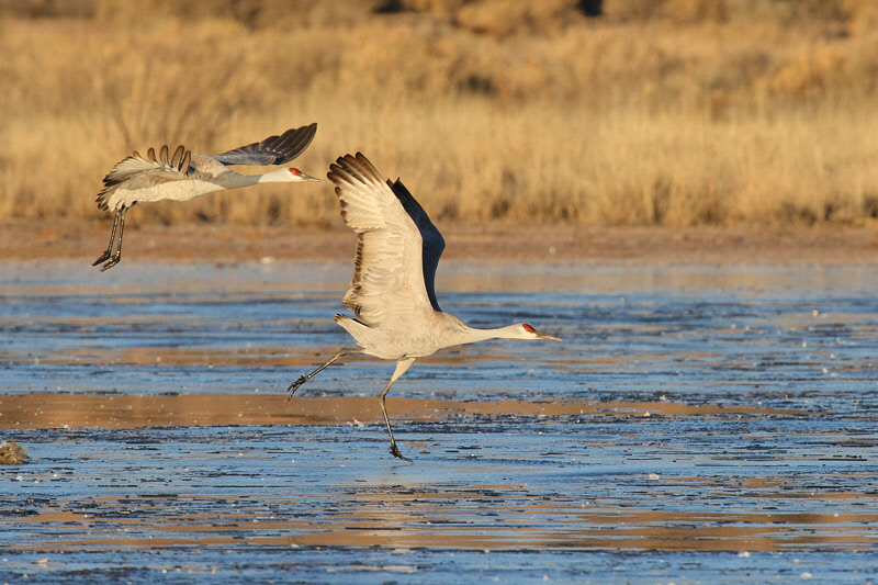 Sandhill Cranes gets a running start (5953)